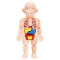 Modelo de cuerpo humano educativo para ninos – Vista adicional – Disponible en NQLN Store Venezuela