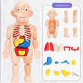 Modelo de cuerpo humano educativo para ninos – Envío a toda Venezuela – NQLN Store