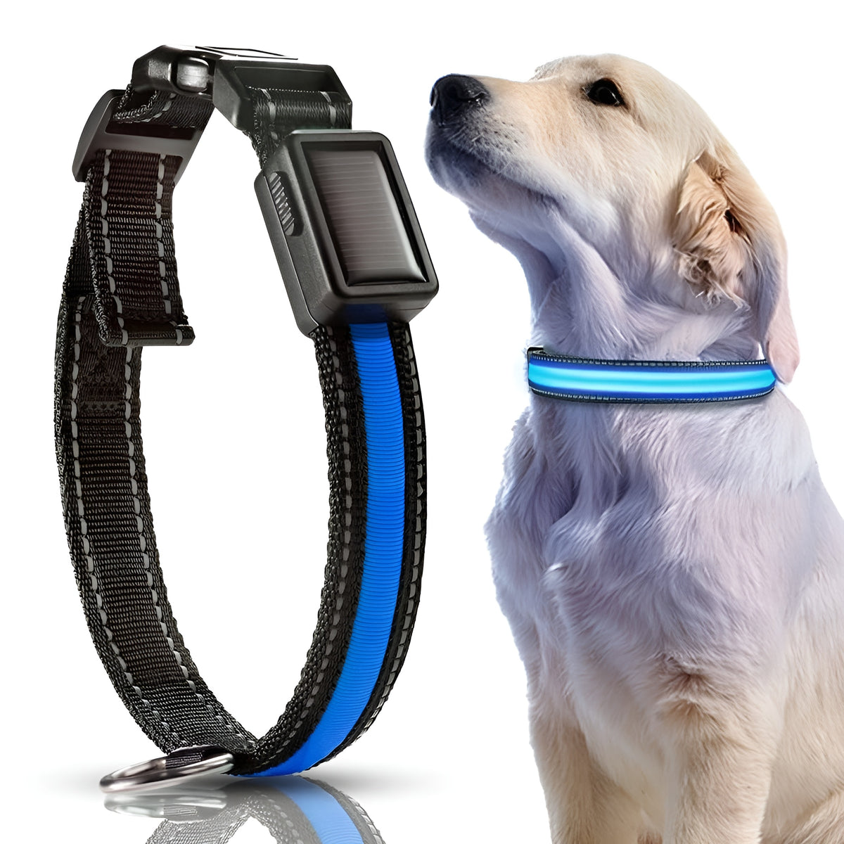 Collar LED para perros – Comprar al mejor precio en NQLN Store Venezuela