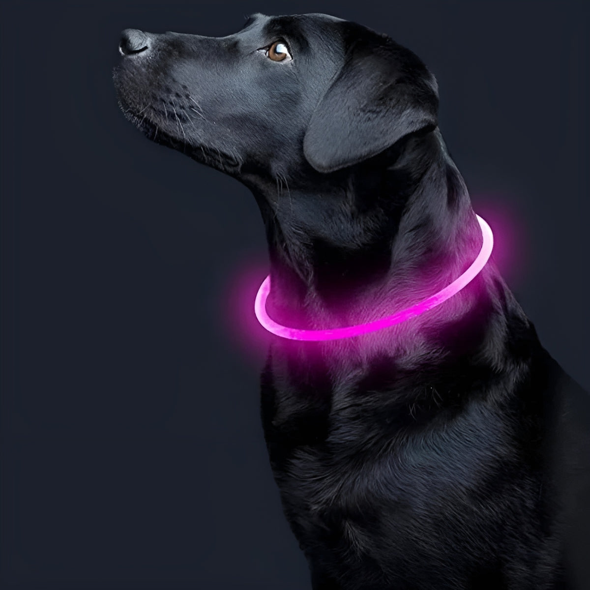 Collar Led para Mascotas Ajustable – Comprar al mejor precio en NQLN Store Venezuela