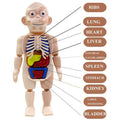 Modelo de cuerpo humano educativo para ninos – Envío a toda Venezuela – NQLN Store