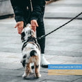 Correa para perro de nailon para paseo