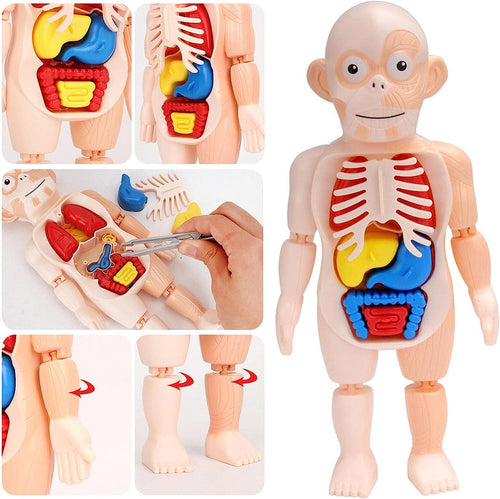 Modelo de cuerpo humano educativo para ninos
