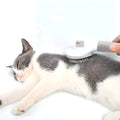 Cepillo Removedor de Pelo Para Mascotas – Comprar al mejor precio en NQLN Store Venezuela