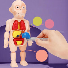 Modelo de cuerpo humano educativo para ninos
