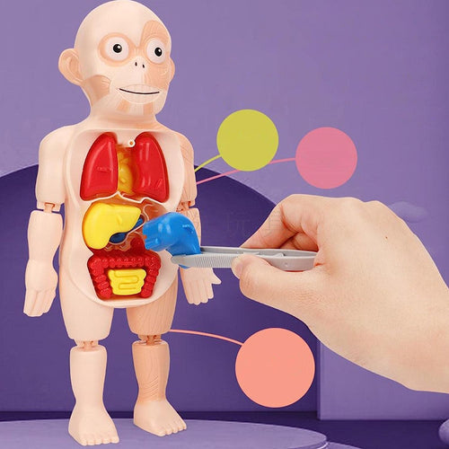 Modelo de cuerpo humano educativo para ninos
